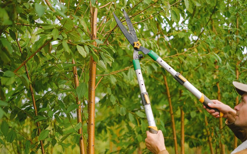 Tree trimming in Forestville, NY